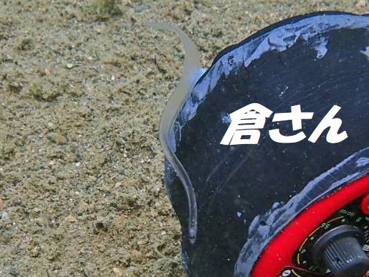 ウナギのレプトセファルス