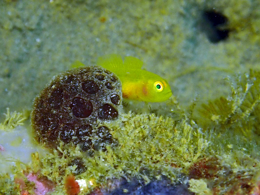 ミジンベニハゼ属の1種 Lubricogobius_tre