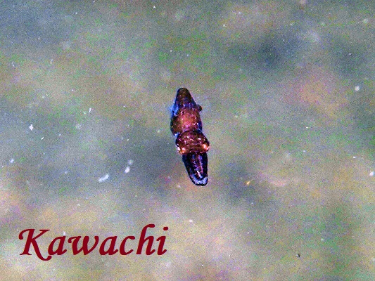 ミミイカ ミミイカ