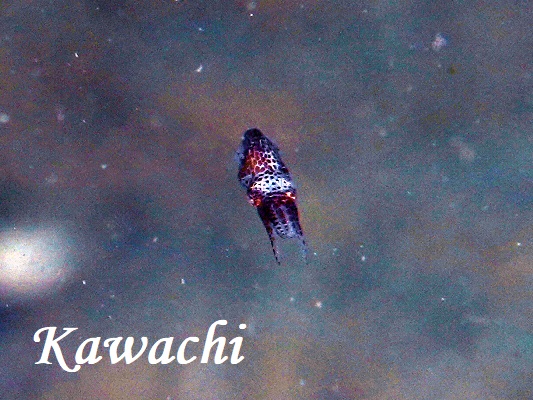 ミミイカ ミミイカ