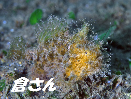 ヘアリーフロッグフィッシュ カエルアンコウ