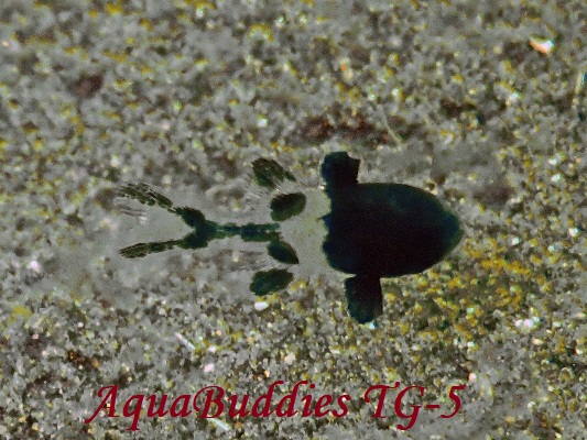モンツキイシモチ幼魚