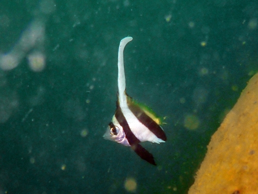 ムレハタタテダイ幼魚