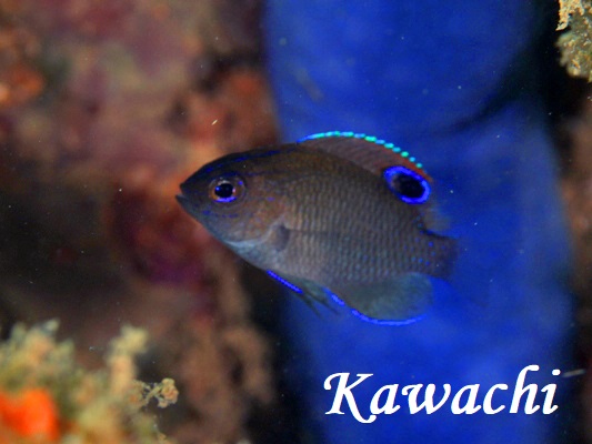 ナガサキスズメダイ　幼魚？