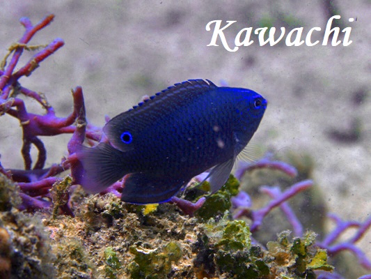 ナガサキスズメダイ　幼魚？