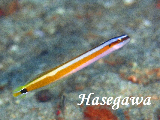 ニシキオオメワラスボ