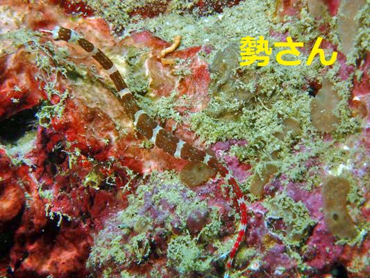 オビイシヨウジと混同されてるらしい