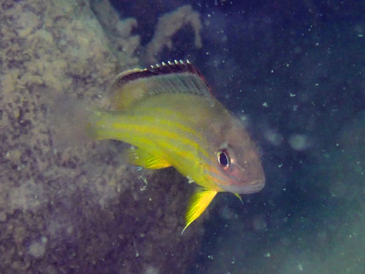 オキフエダイ幼魚