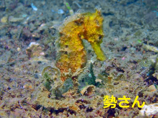 タツノオトシゴの仲間 オオウミウマ タツノオトシゴの仲間 オオウミウマ
