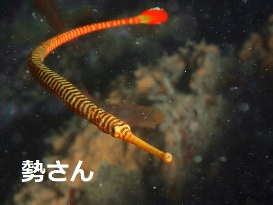 オレンジバンデッドパイプフィッシュ
