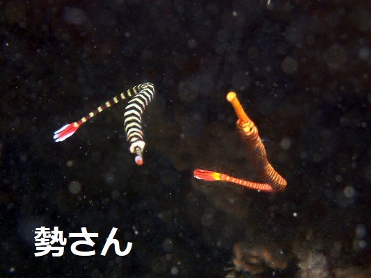 オレンジバンデッドパイプフィッシュとオイランヨウジのコラボ