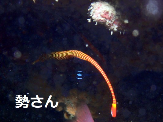 オレンジバンデッドパイプフィッシュとジャンシーズパイプフィッシュのコラボ