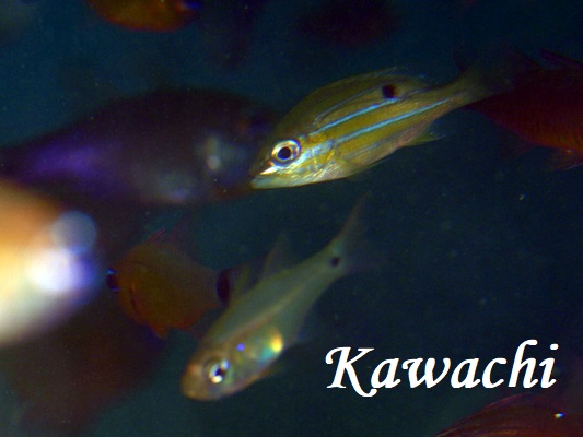 ロクセンフエダイ幼魚