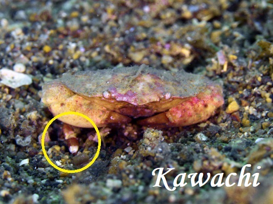 リュウグウベニオウギガニ？