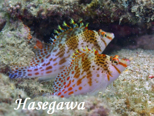 サラサゴンべ　ペア