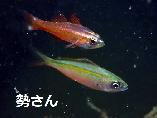 ササムロ幼魚