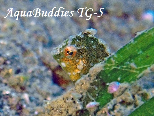 セダカカワハギ幼魚