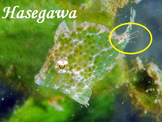 セダカカワハギの赤ちゃん セダカカワハギの赤ちゃん