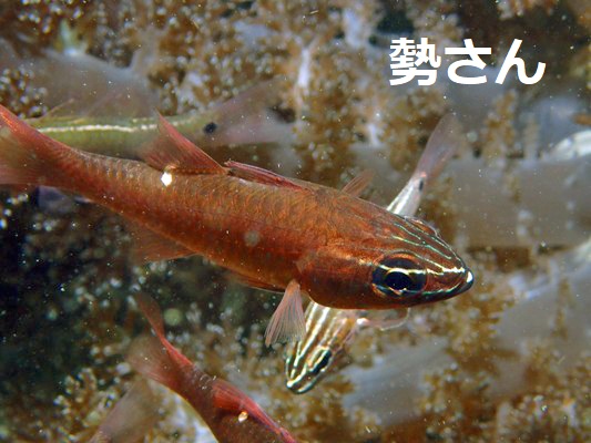 セホシテンジクダイ