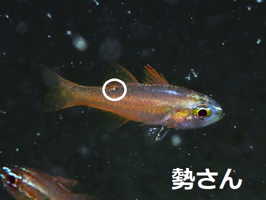 セホシテンジクダイ