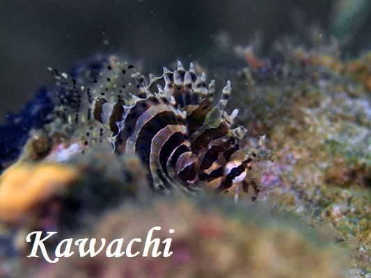 シマヒメヤマノカミの幼魚 シマヒメヤマノカミの幼魚