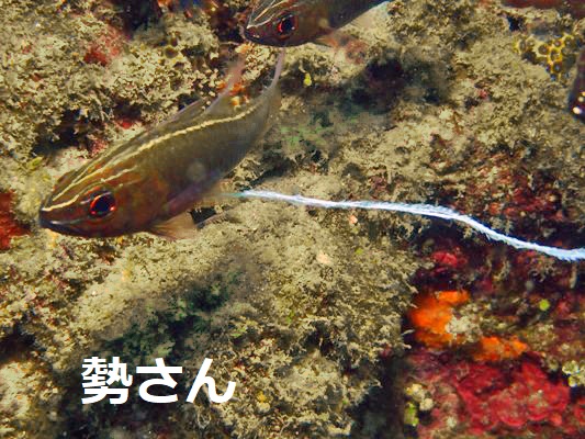 サザナミイシモチ