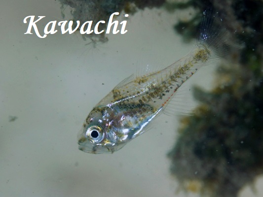 Slenderer Siphonfish