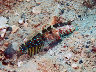 タカノハハゼ