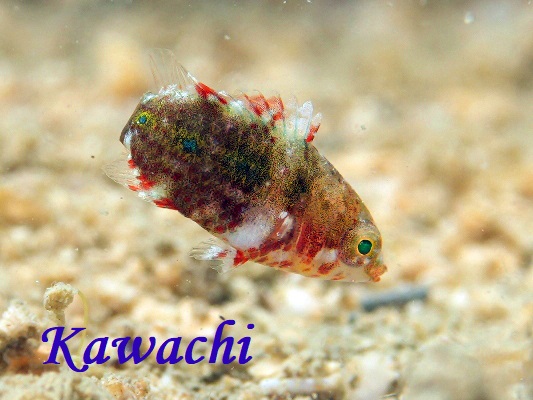 タコベラ赤ちゃん？