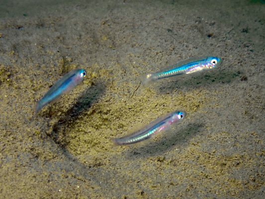 タンザクハゼ属の1種幼魚