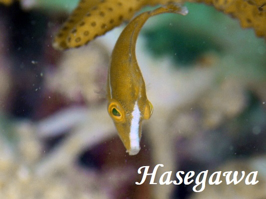 タテジマカワハギ