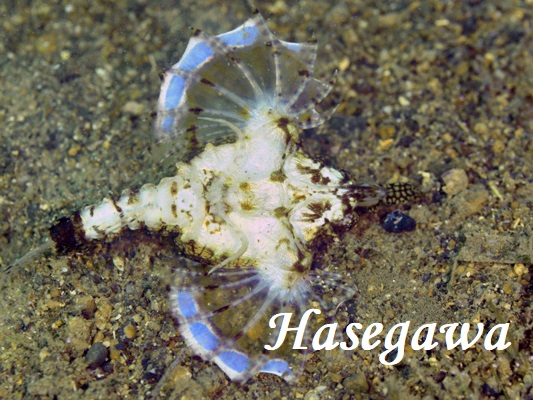 ウミテング 白 ウミテング 白
