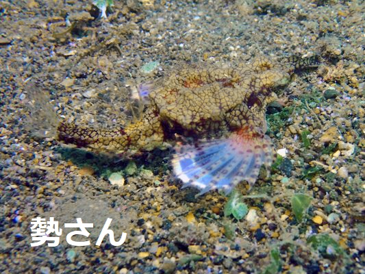 ウミテング ウミテング