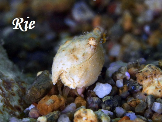 Torulose box crab カラッパの仲間