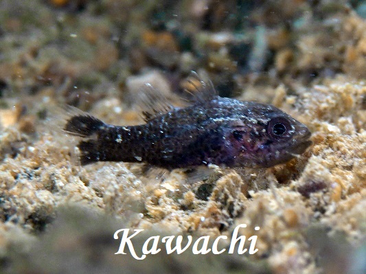 ツマグロイシモチ属