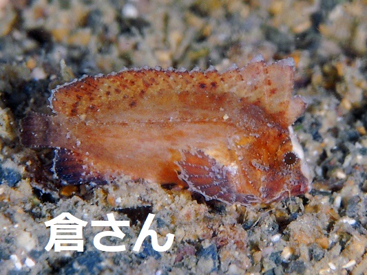 ツマジロオコゼ ツマジロオコゼ
