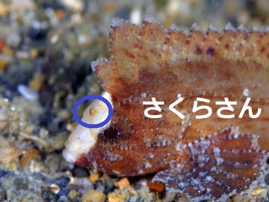 ツマジロオコゼ ツマジロオコゼ