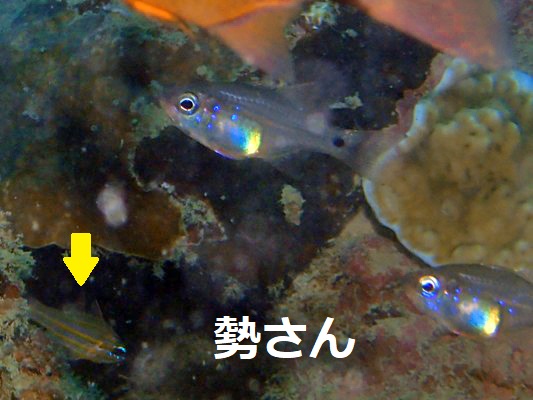 ウスモトテンジクダイ
