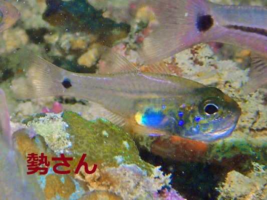 ウスモトテンジクダイ