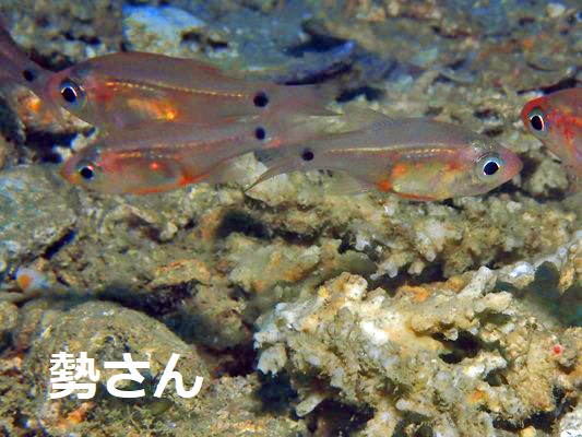ウスモトテンジクダイ？
