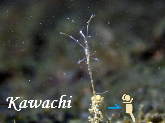ワレカラ出初式