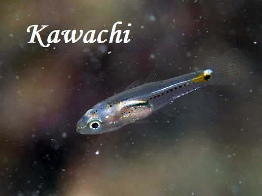 ヤライイシモチ属の1種