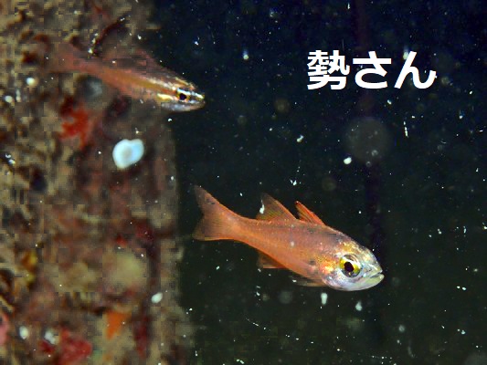 イエローアイカーディナルフィッシュ