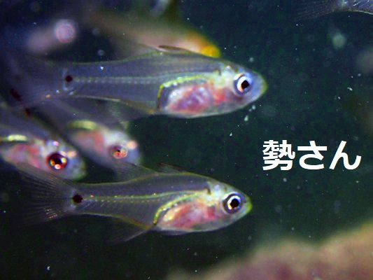 イエローマウスカーディナルフィッシュ？