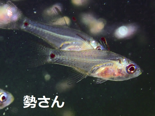イエローマウスカーディナルフィッシュ？