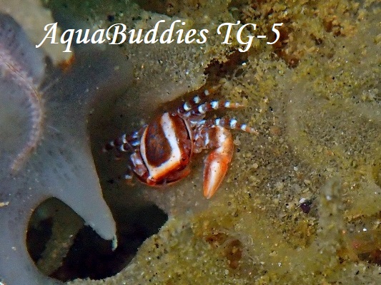 Blue-Lined Porcelain Crab