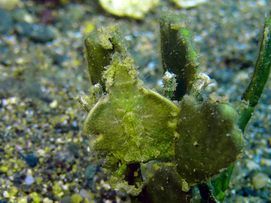 コノハガニの親戚(笑) Halimeda Algae Crab