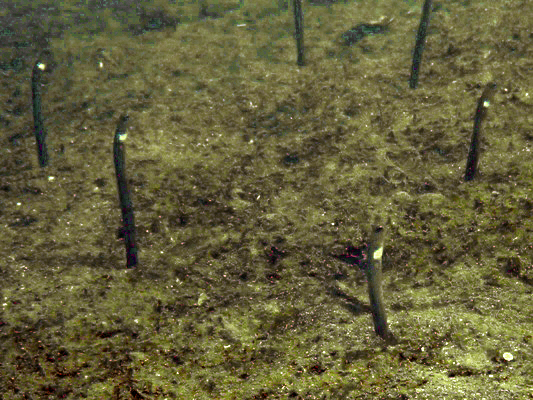 ニゲミズチンアナゴ、ここが最浅か！